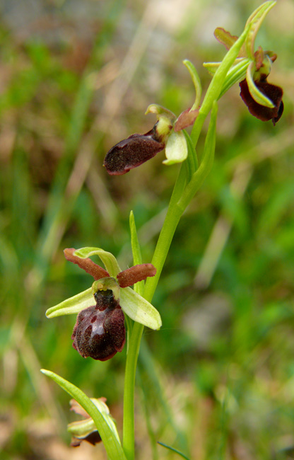 Ophrys sphegodes - variabilit